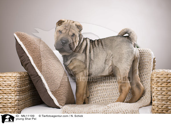 junger Shar Pei / young Shar Pei / NN-11199