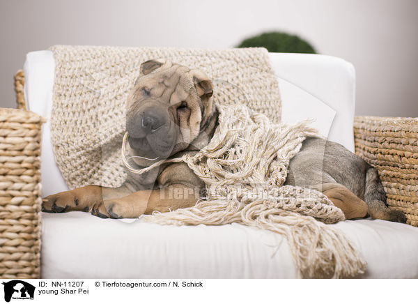 junger Shar Pei / young Shar Pei / NN-11207