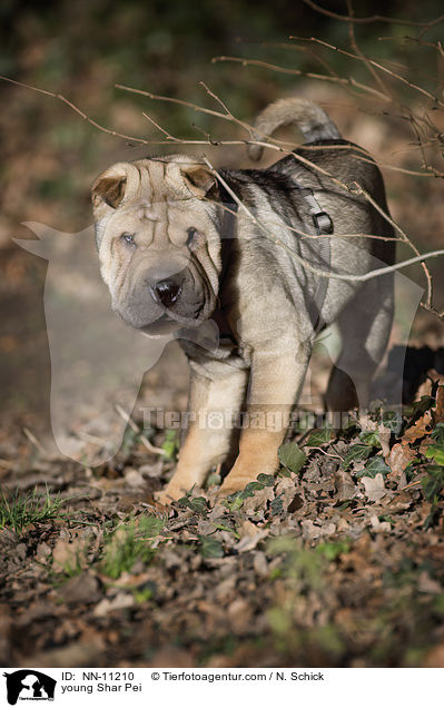 junger Shar Pei / young Shar Pei / NN-11210