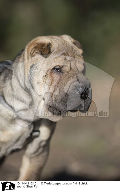 junger Shar Pei / young Shar Pei / NN-11215