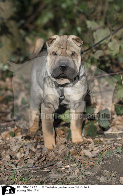 junger Shar Pei / young Shar Pei / NN-11217