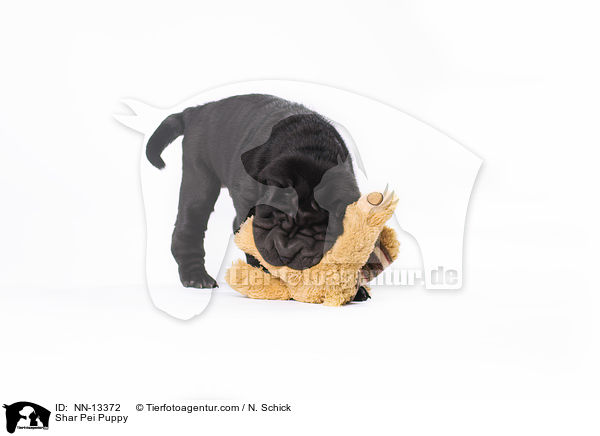 Shar Pei Welpe / Shar Pei Puppy / NN-13372