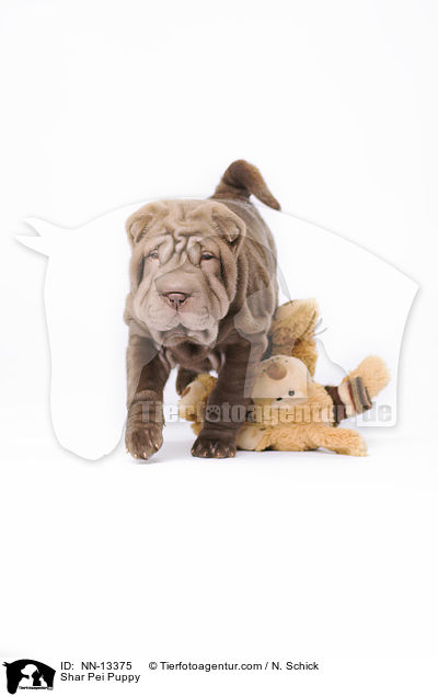 Shar Pei Welpe / Shar Pei Puppy / NN-13375