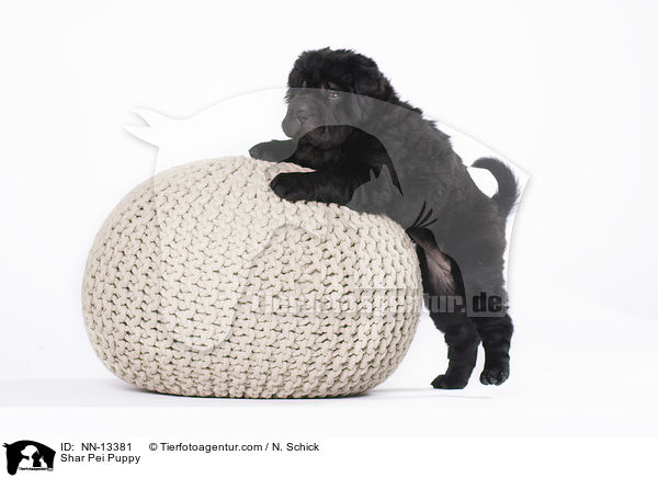 Shar Pei Welpe / Shar Pei Puppy / NN-13381