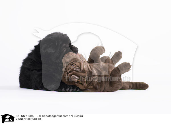 2 Shar Pei Welpen / 2 Shar Pei Puppies / NN-13392