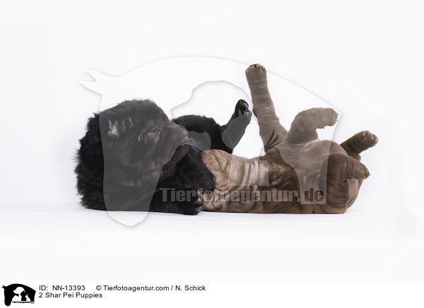 2 Shar Pei Welpen / 2 Shar Pei Puppies / NN-13393