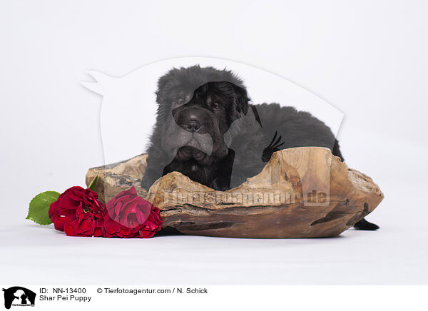 Shar Pei Welpe / Shar Pei Puppy / NN-13400