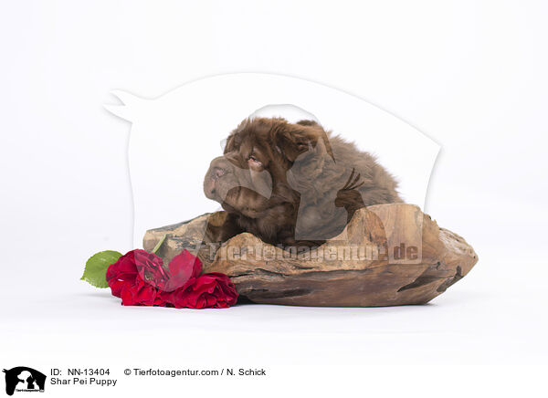 Shar Pei Welpe / Shar Pei Puppy / NN-13404