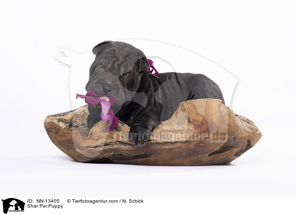 Shar Pei Welpe / Shar Pei Puppy / NN-13405