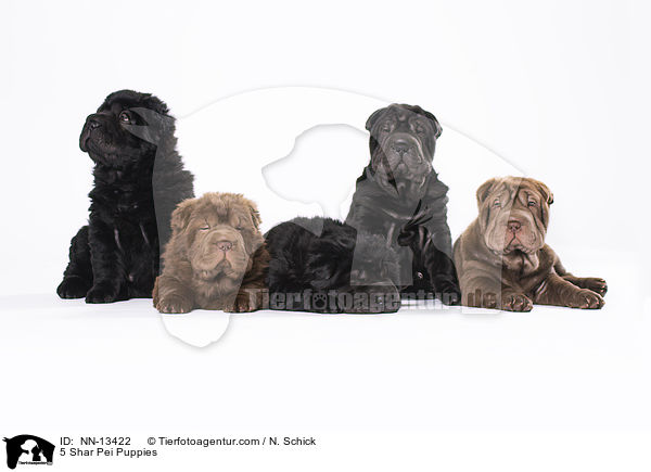 5 Shar Pei Welpen / 5 Shar Pei Puppies / NN-13422