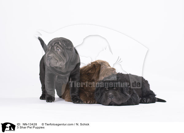 3 Shar Pei Welpen / 3 Shar Pei Puppies / NN-13428