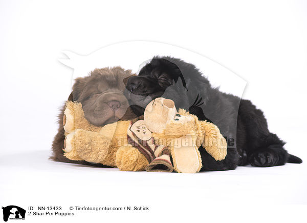 2 Shar Pei Welpen / 2 Shar Pei Puppies / NN-13433