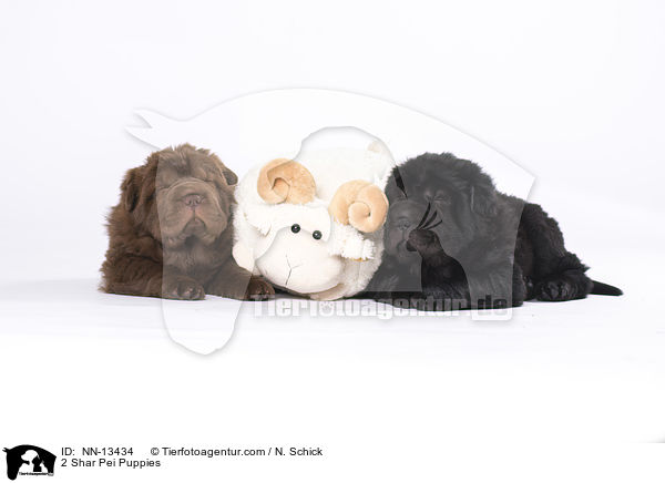 2 Shar Pei Welpen / 2 Shar Pei Puppies / NN-13434