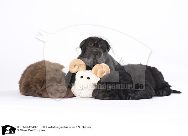 3 Shar Pei Welpen / 3 Shar Pei Puppies / NN-13437