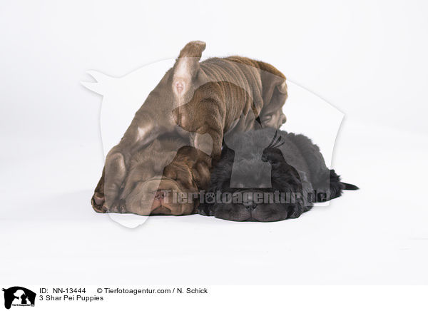 3 Shar Pei Welpen / 3 Shar Pei Puppies / NN-13444