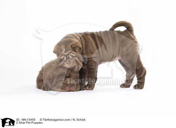 2 Shar Pei Welpen / 2 Shar Pei Puppies / NN-13455