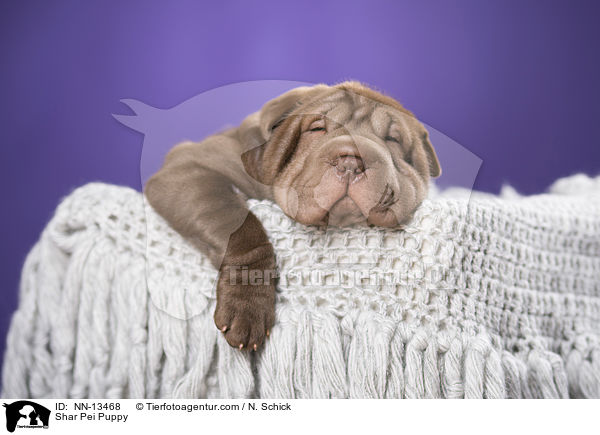Shar Pei Welpe / Shar Pei Puppy / NN-13468