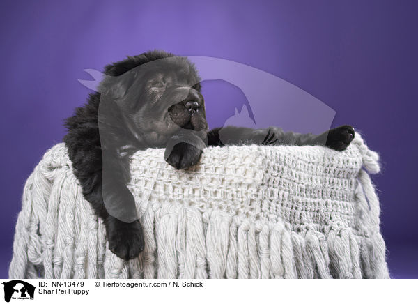 Shar Pei Welpe / Shar Pei Puppy / NN-13479