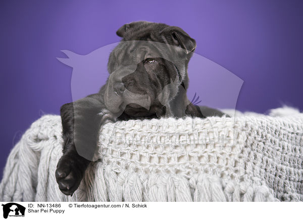 Shar Pei Welpe / Shar Pei Puppy / NN-13486