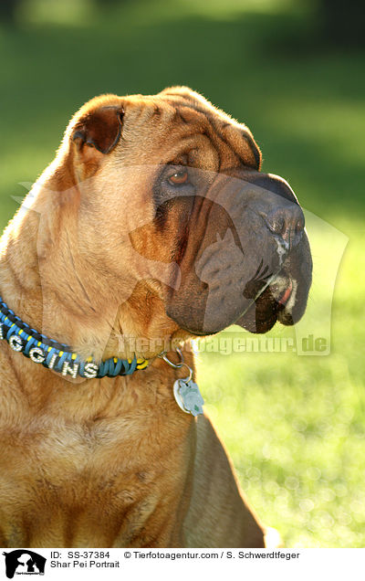 Shar Pei Portrait / Shar Pei Portrait / SS-37384