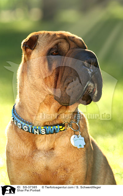 Shar Pei Portrait / Shar Pei Portrait / SS-37385