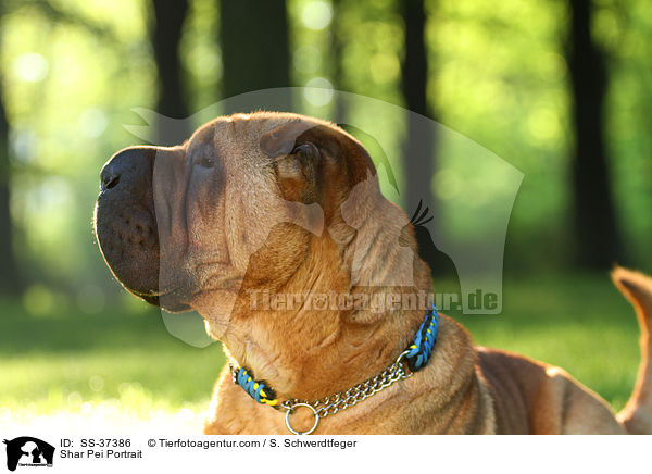 Shar Pei Portrait / Shar Pei Portrait / SS-37386