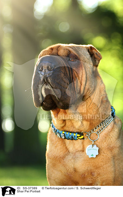 Shar Pei Portrait / Shar Pei Portrait / SS-37389