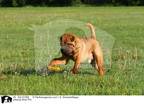 spielender Shar Pei / playing Shar Pei / SS-37398