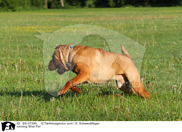rennender Shar Pei / running Shar Pei / SS-37399