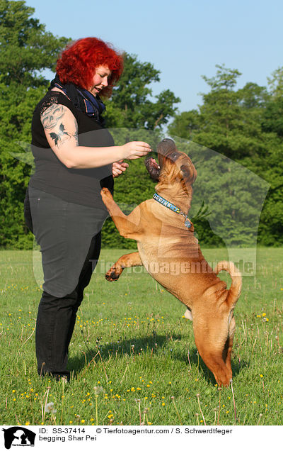 Shar Pei macht Mnnchen / begging Shar Pei / SS-37414