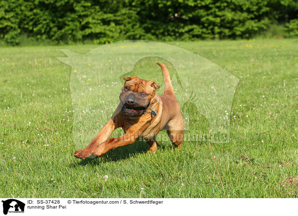 rennender Shar Pei / running Shar Pei / SS-37428