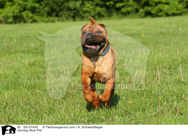 rennender Shar Pei / running Shar Pei / SS-37435