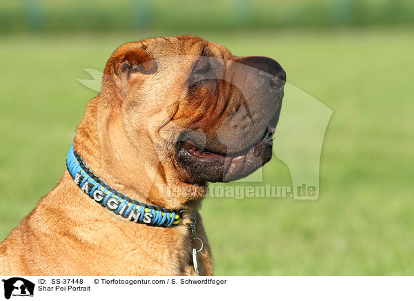 Shar Pei Portrait / Shar Pei Portrait / SS-37448