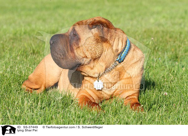 liegender Shar Pei / lying Shar Pei / SS-37449