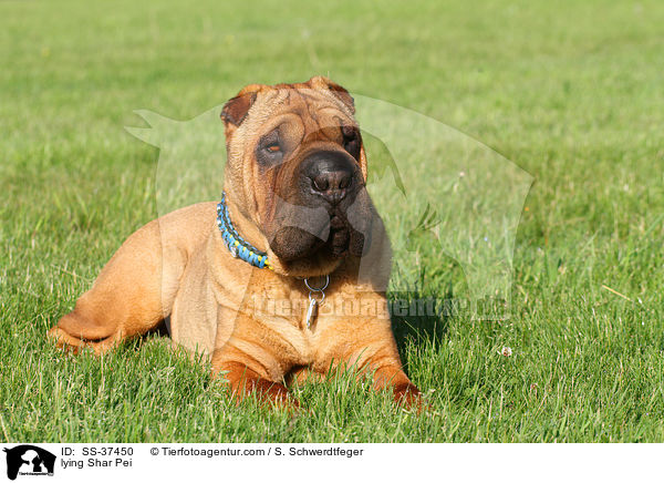liegender Shar Pei / lying Shar Pei / SS-37450