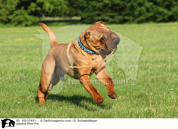 spielender Shar Pei / playing Shar Pei / SS-37451