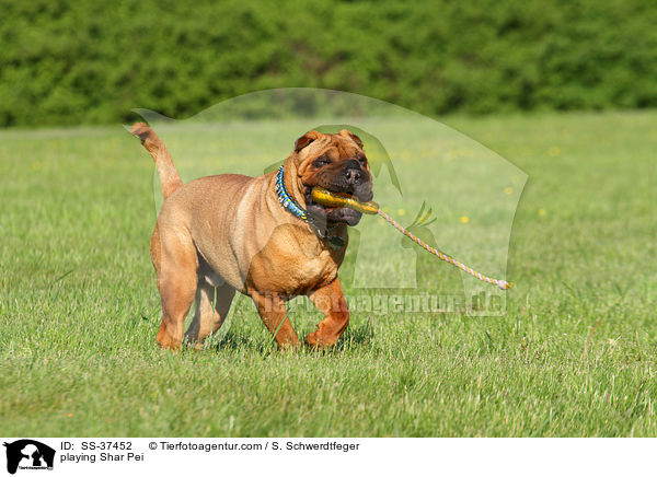 spielender Shar Pei / playing Shar Pei / SS-37452