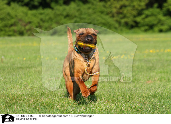 spielender Shar Pei / playing Shar Pei / SS-37453