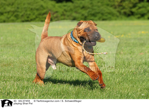 spielender Shar Pei / playing Shar Pei / SS-37455
