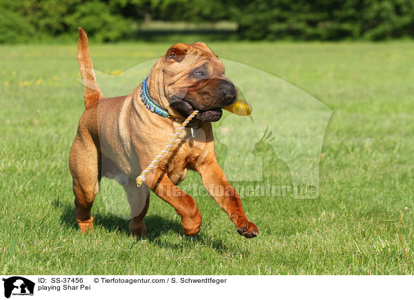 spielender Shar Pei / playing Shar Pei / SS-37456