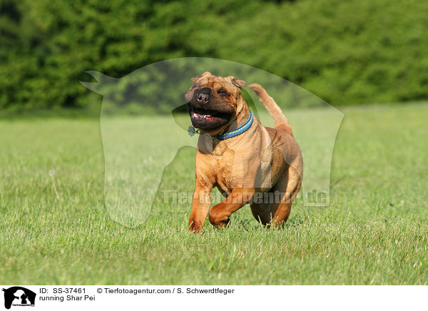 rennender Shar Pei / running Shar Pei / SS-37461