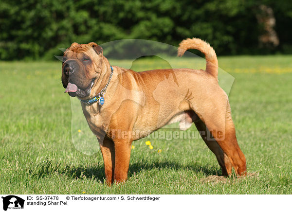 stehender Shar Pei / standing Shar Pei / SS-37478