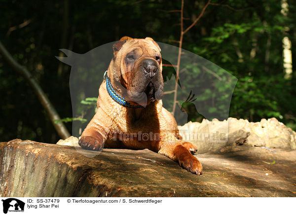 liegender Shar Pei / lying Shar Pei / SS-37479