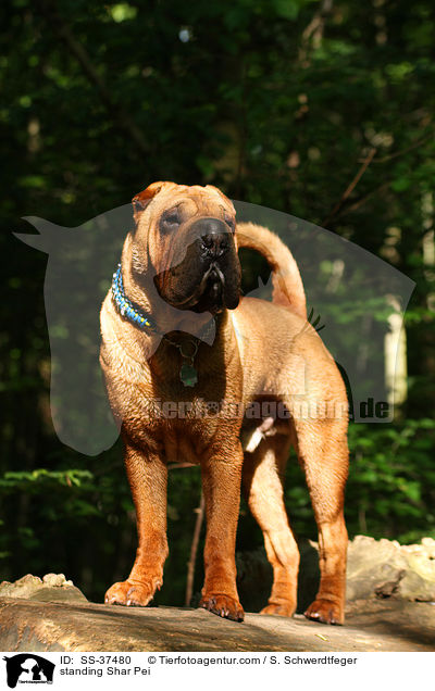stehender Shar Pei / standing Shar Pei / SS-37480