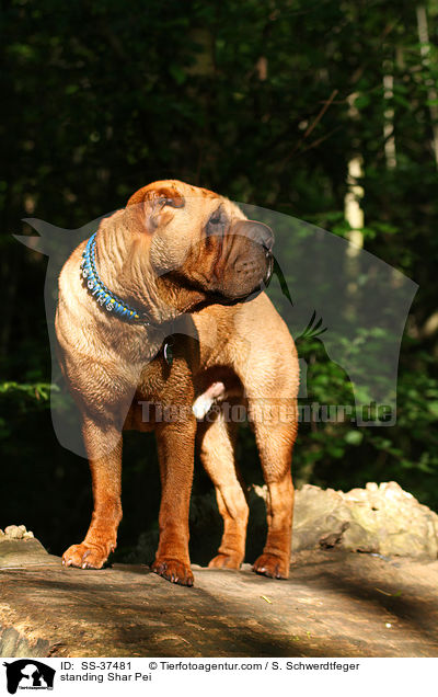stehender Shar Pei / standing Shar Pei / SS-37481