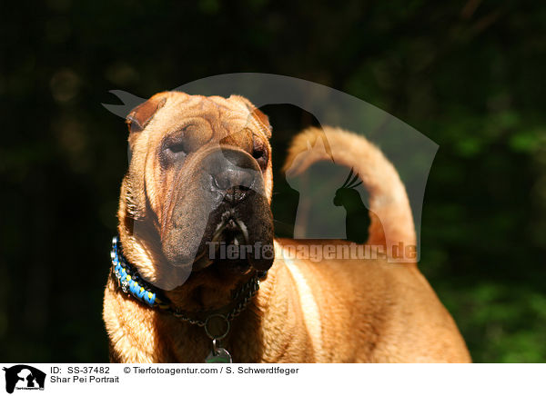 Shar Pei Portrait / Shar Pei Portrait / SS-37482