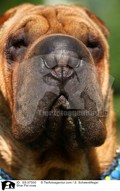 Shar Pei Nase / Shar Pei nose / SS-37500
