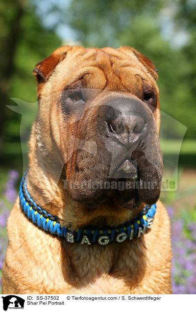 Shar Pei Portrait / Shar Pei Portrait / SS-37502