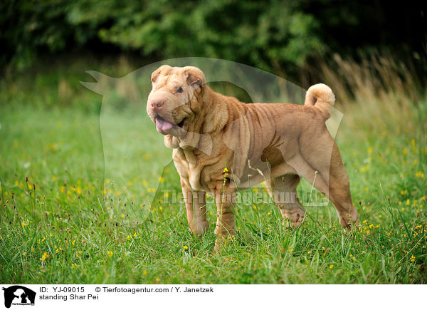 stehender Shar Pei / standing Shar Pei / YJ-09015