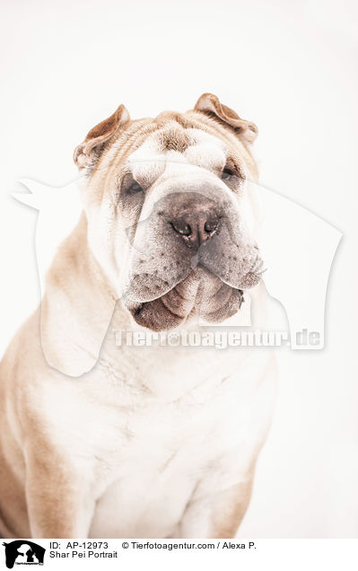 Shar Pei Portrait / Shar Pei Portrait / AP-12973